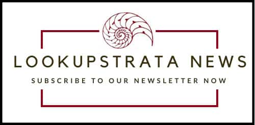 Subscribe Newsletter