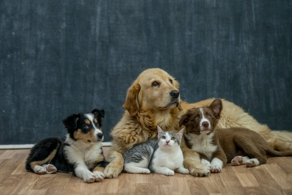 Group of Pets