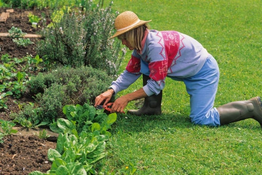 NSW lot owner gardening common property strata committee approval insurance