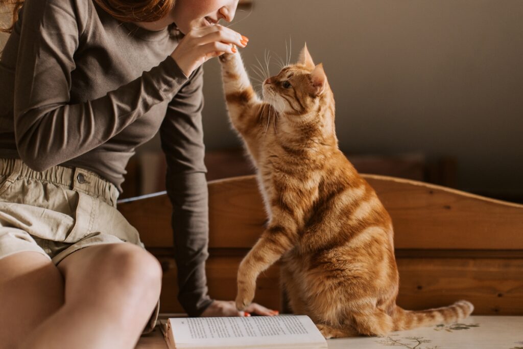 Pet
