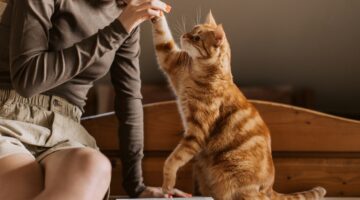 Pet