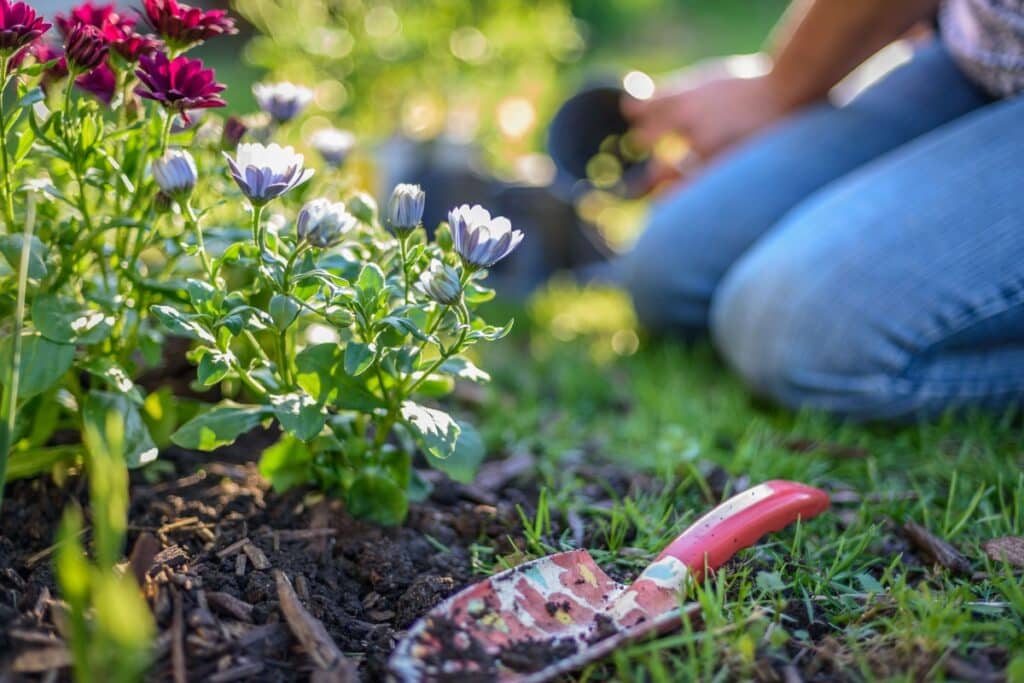 Plant flowers