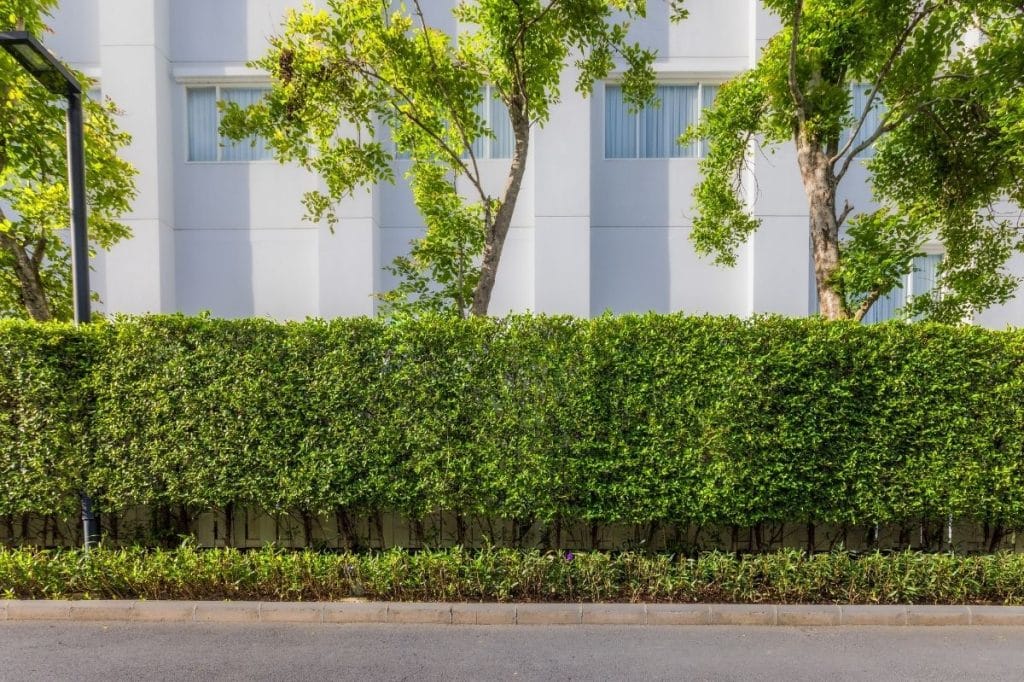 QLD body corporate courtyard boundary fence maintenance responsibility common property