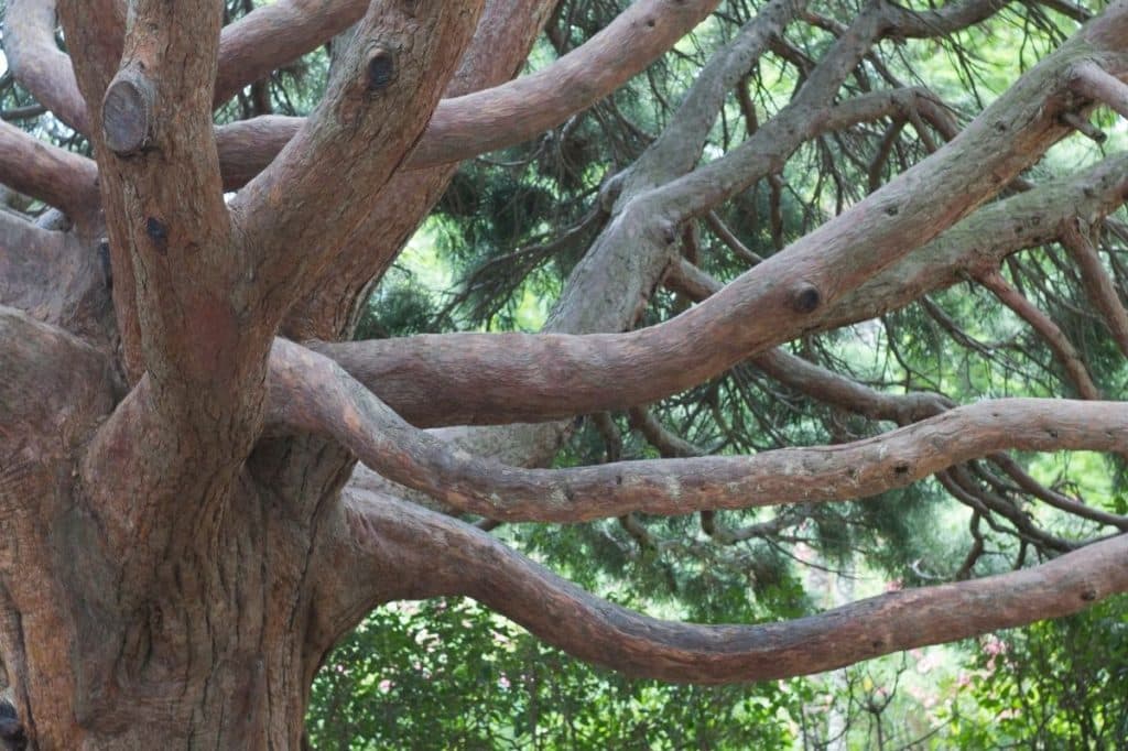 QLD body corporate tree removal approval Commissioner dispute