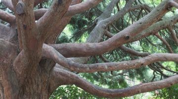 QLD body corporate tree removal approval Commissioner dispute