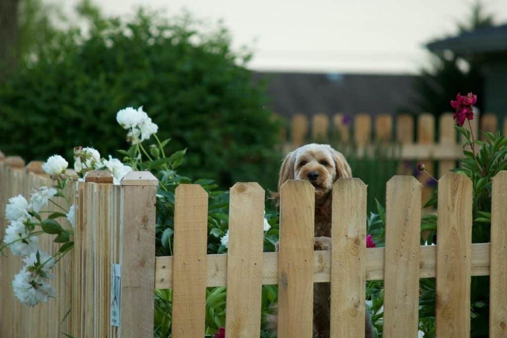 QLD dividing fence courtyard body corporate liability