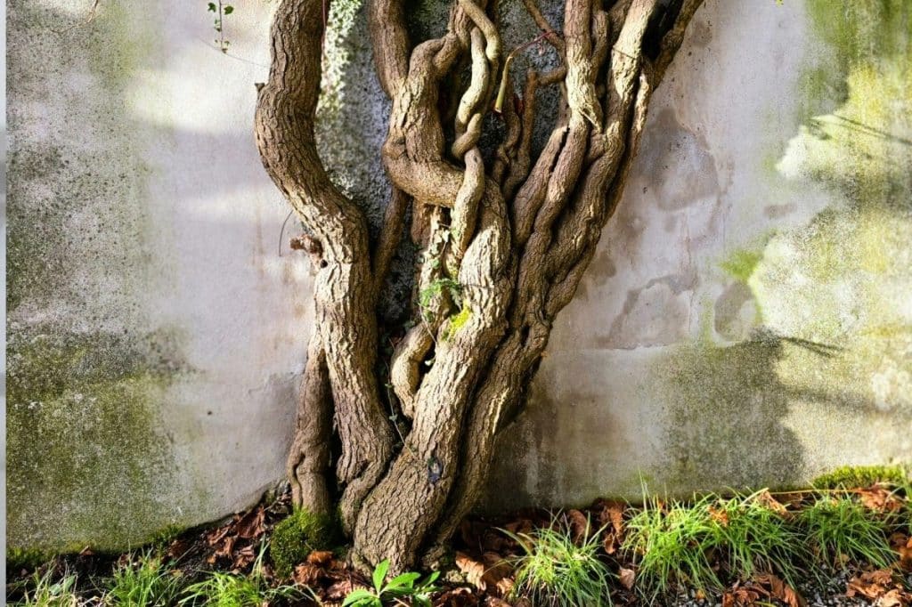 QLD stormwater pipe tree root damage exclusive use