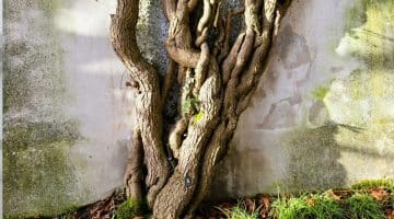 QLD stormwater pipe tree root damage exclusive use