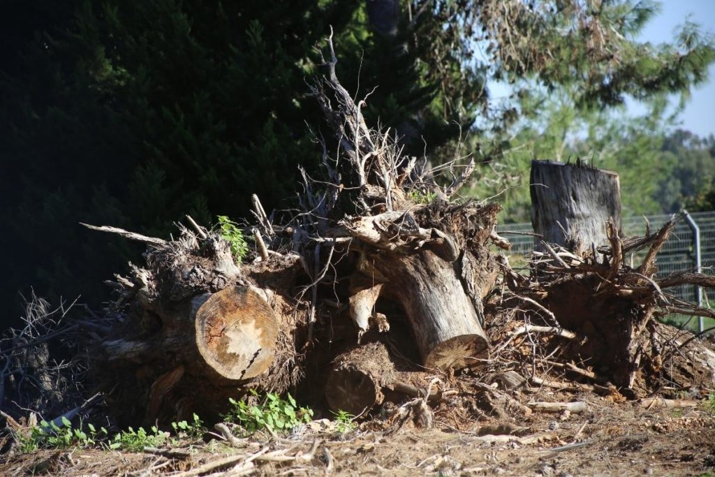 pruning trees wa strata