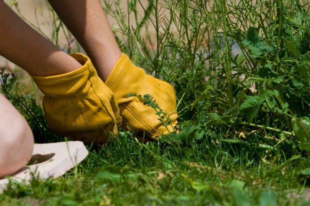 VIC owners corporation committee gardening decision