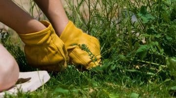 VIC owners corporation committee gardening decision