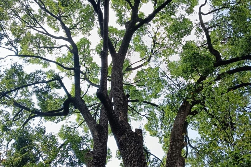 WA strata council tree removal common property owner approval