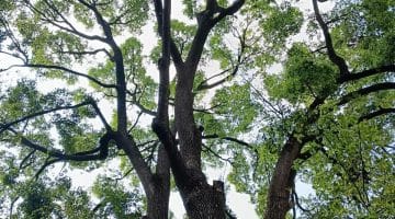 WA strata council tree removal common property owner approval