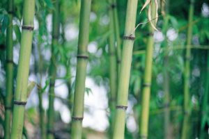 bamboo next door