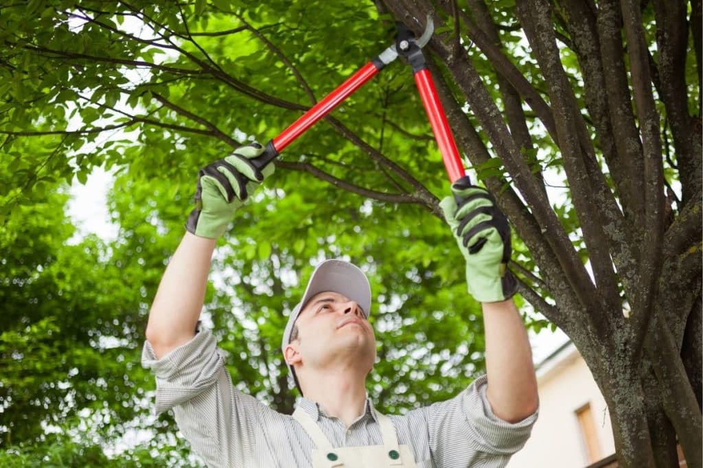 body corporate approval tree removal qld