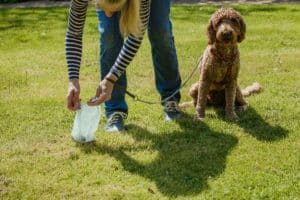 breach over dog poo