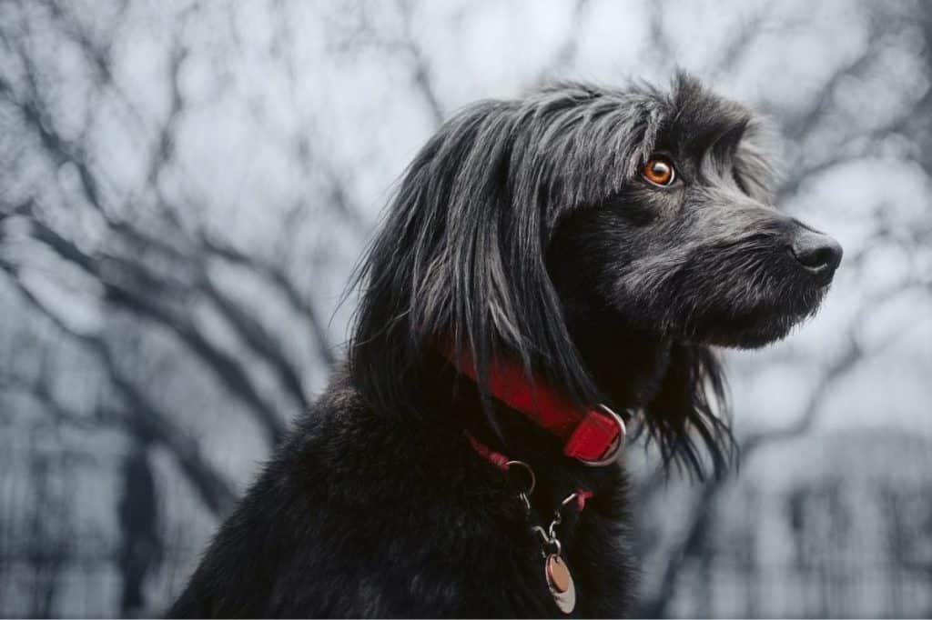 can a body corporate impose conditions on pet approvals qld