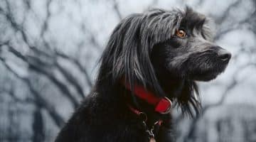 can a body corporate impose conditions on pet approvals qld