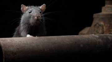 can a chairperson approve pest control without owners corporation approval act