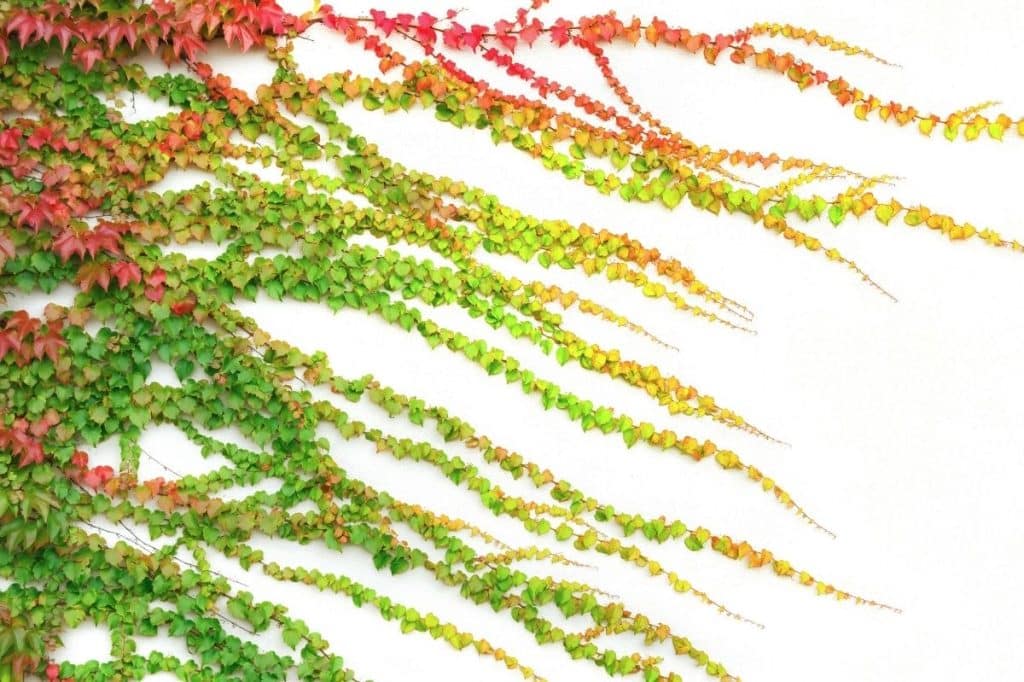 do you need strata approval to plant creeper on wall wa