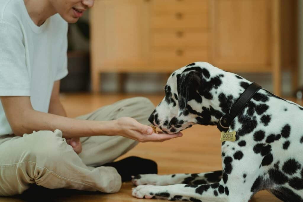dog training