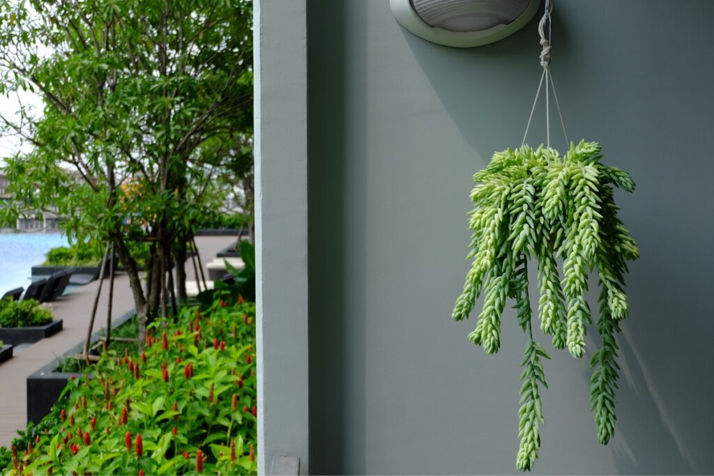 hanging plant