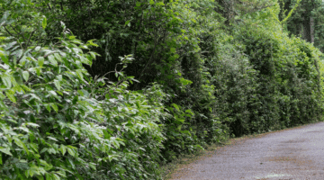 hedges driveway