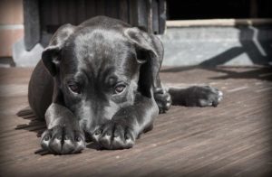 no pets buildings nsw