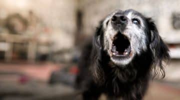 nsw Strata Disputes Escalate