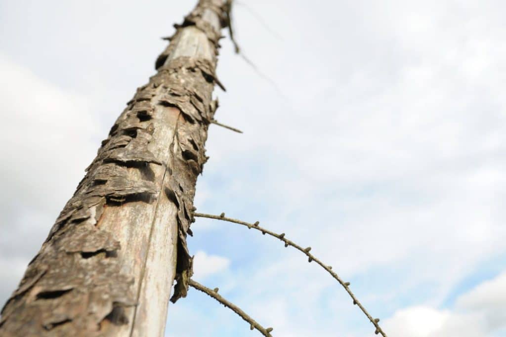 owner damaged common property tree removal cost QLD