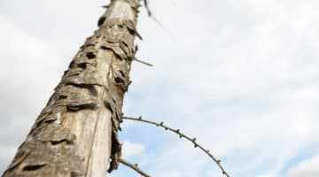 owner damaged common property tree removal cost QLD