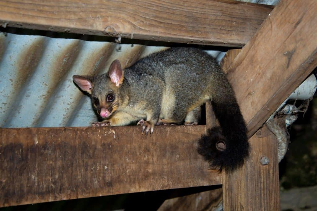 possum removal owners corporation VIC