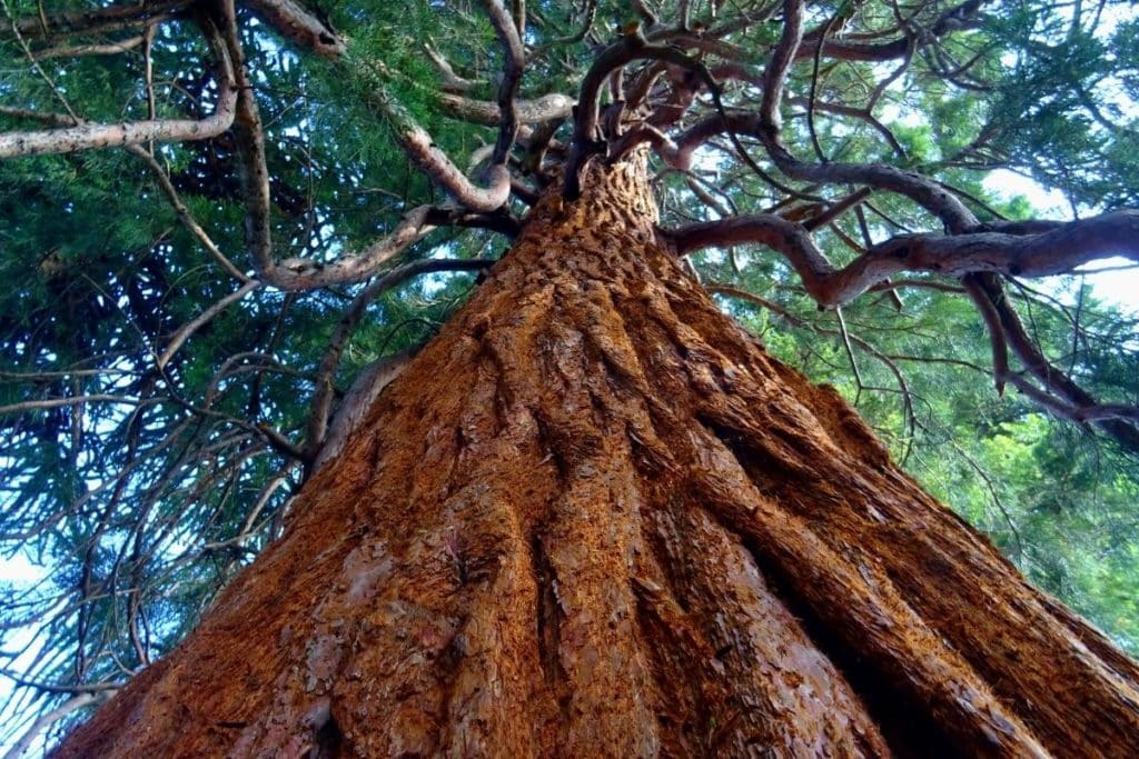 removal of a tree