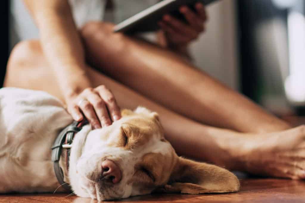 rights-to-have-pets
