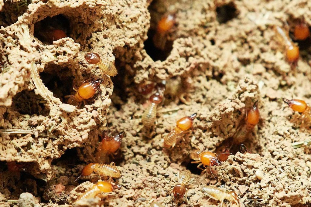 termites in strata complex